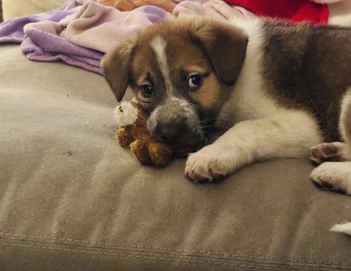 LUDO - German Shepherd Dog / Labrador Retriever available for adoption