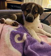 Ludo - Photo 3