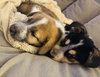 Ludo - Photo 5