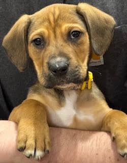 picture of the dog needing adoption