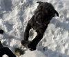 Bear - Photo 3