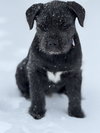 Bear - Photo 2