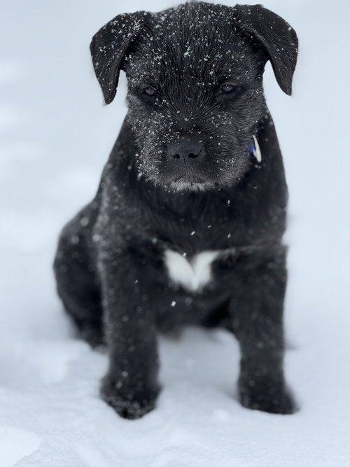 BEAR - Labrador Retriever / Irish Wolfhound available for adoption
