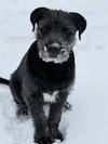 Bear - Photo 1