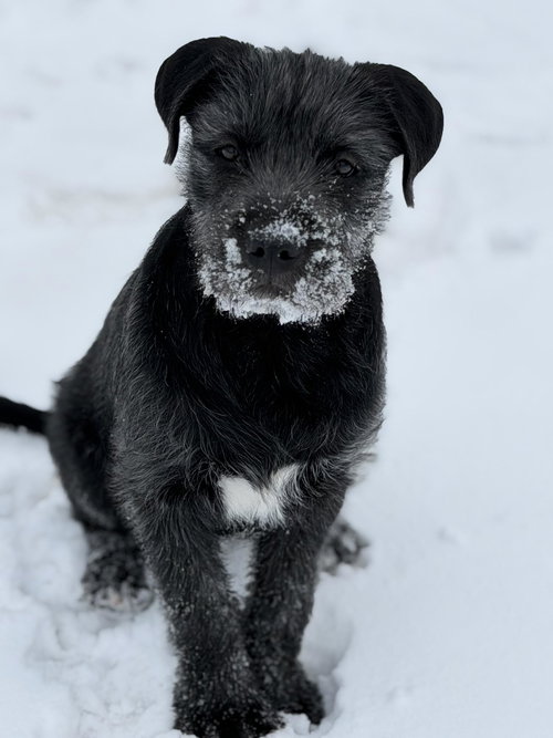 BEAR - Labrador Retriever / Irish Wolfhound available for adoption