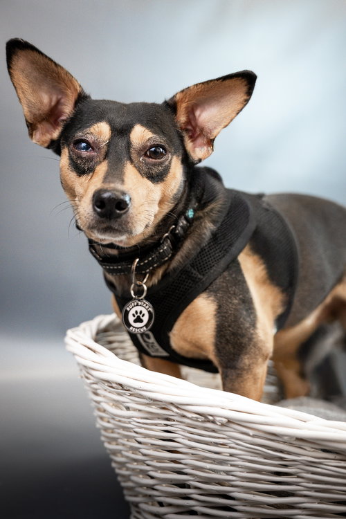 picture of the dog needing adoption