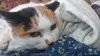 Mellie - Photo 5