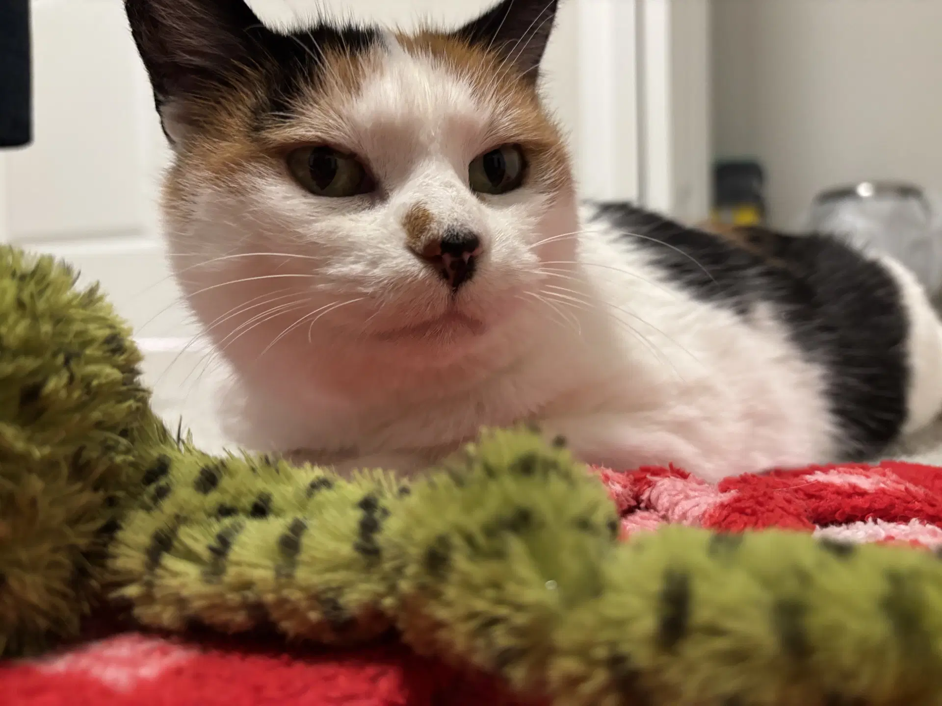 Mellie - Calico