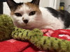 Mellie - Photo 3