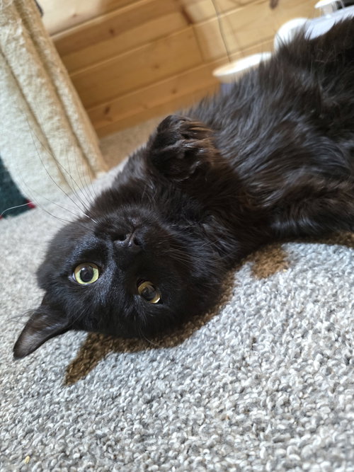 picture of the cat needing adoption
