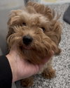 Fozzy - Photo 1