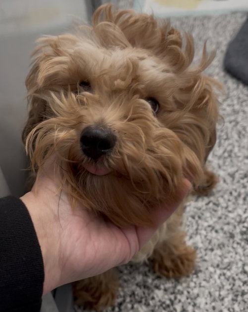 FOZZY - Shih Tzu / Poodle (Miniature) available for adoption