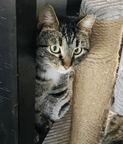 picture of the cat needing adoption