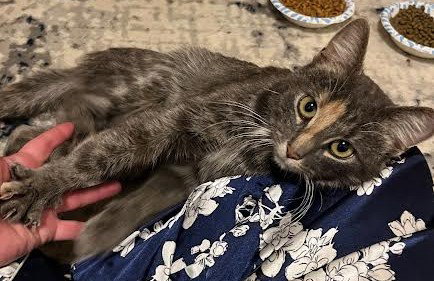 picture of the cat needing adoption