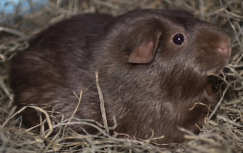 Ella, a guinea pig for adoption from Ruff Start Rescue
