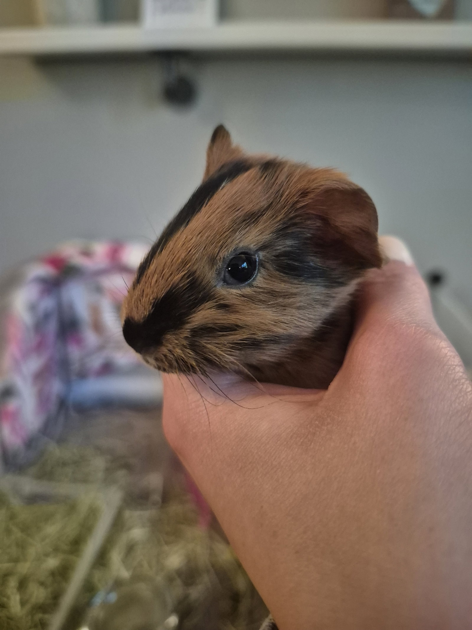 Mabel, photo 5