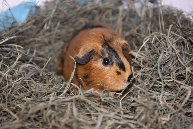 Mabel, photo 2