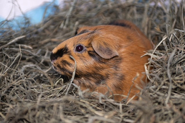 Mabel, photo 3