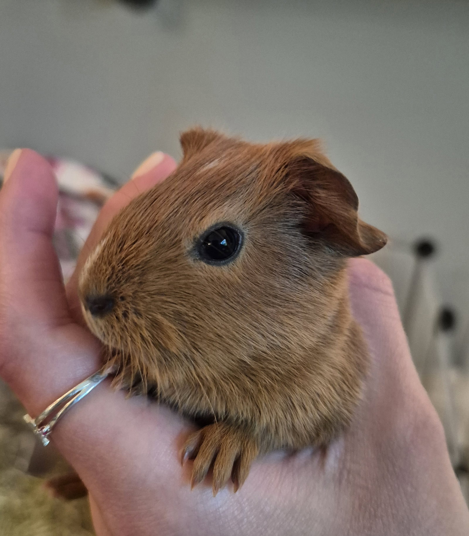 Penelope, photo 5