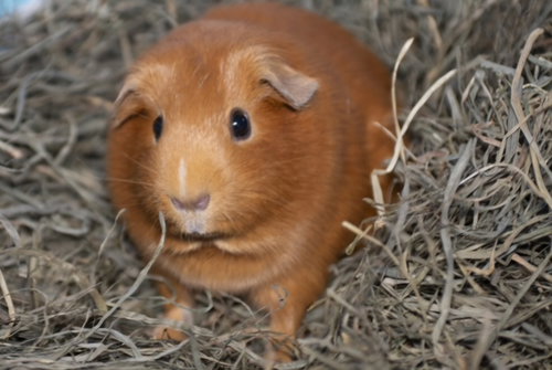 Penelope, a guinea pig for adoption from Ruff Start Rescue