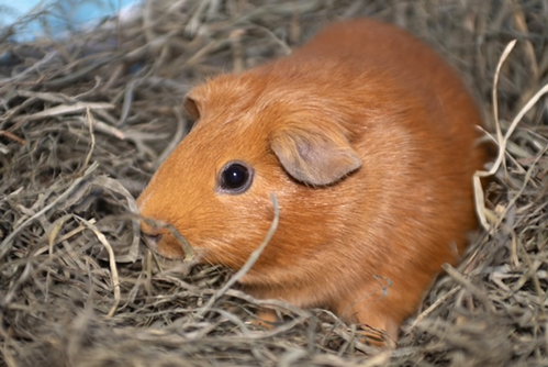 Photo 2 of Penelope