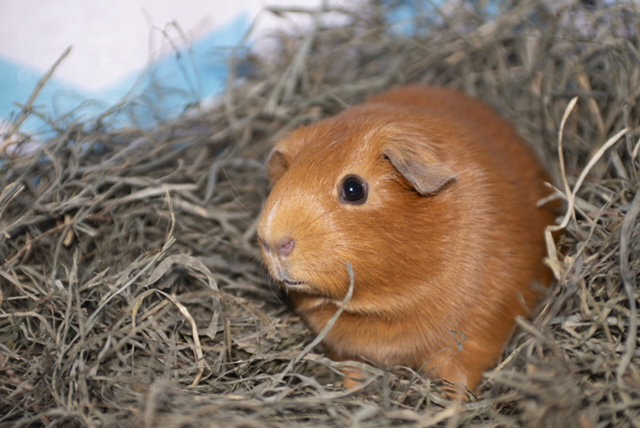 Penelope, photo 3