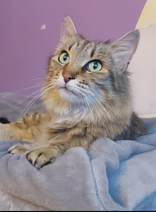 picture of the cat needing adoption