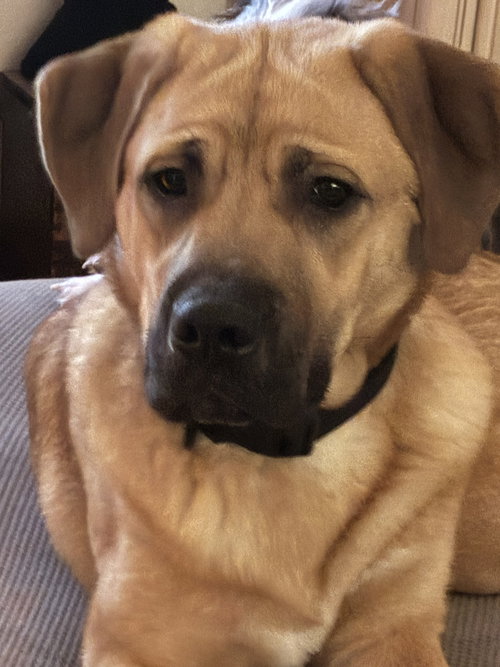 picture of the dog needing adoption