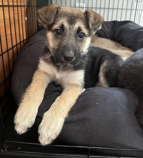 picture of the dog needing adoption