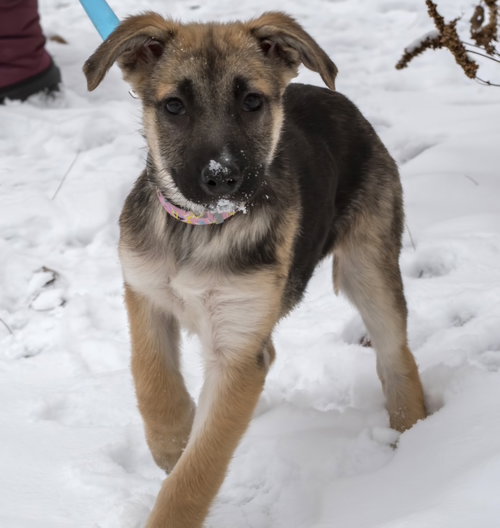 picture of the dog needing adoption