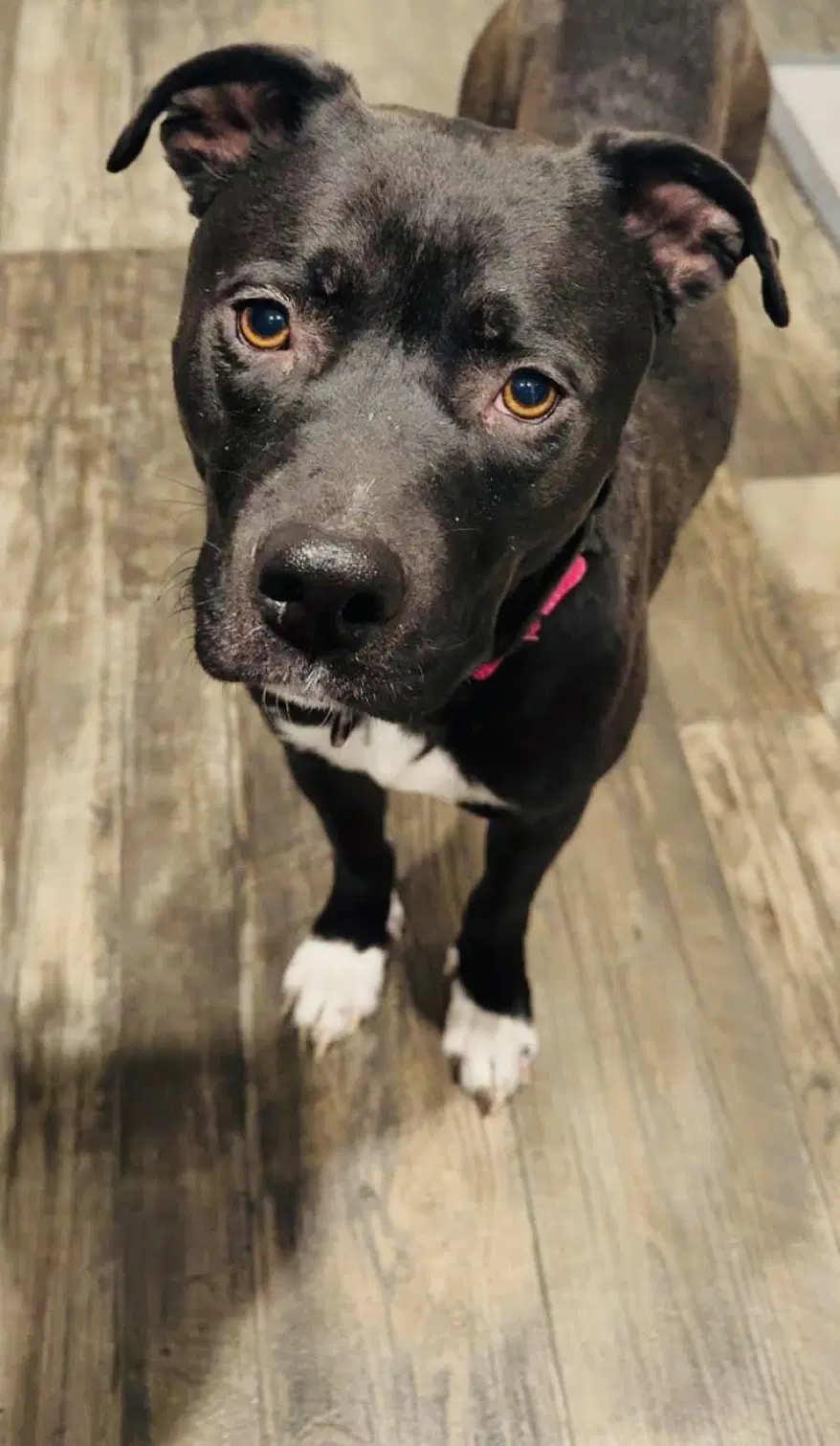 Jupiter - Pit Bull Terrier