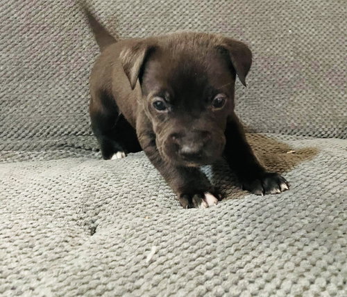 picture of the dog needing adoption
