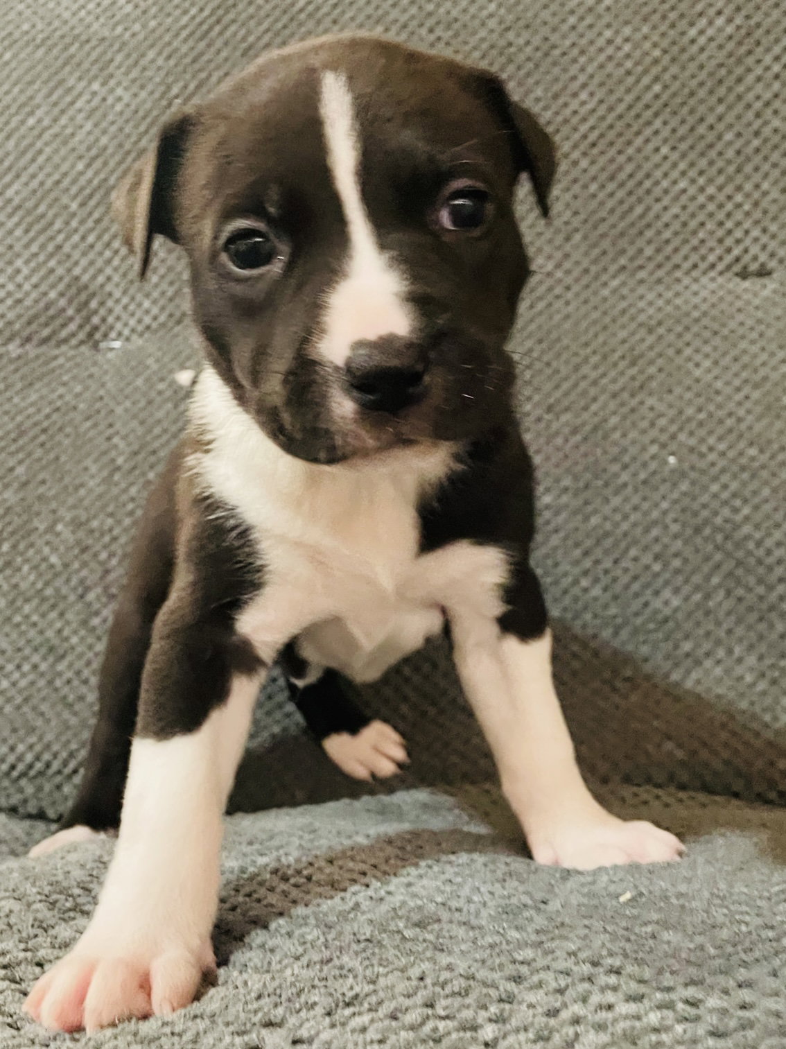 Levi Image