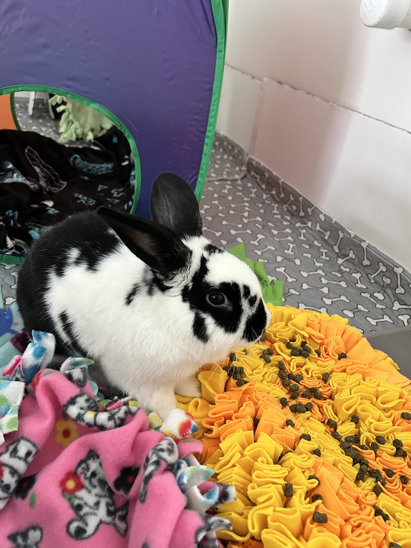 Reggie, photo 3