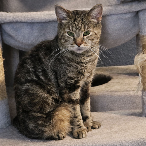 picture of the cat needing adoption