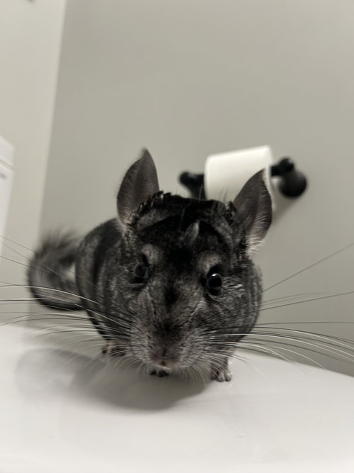 Wilbur, a chinchilla for adoption from Ruff Start Rescue
