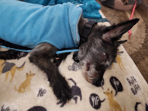 Toto, photo 10
