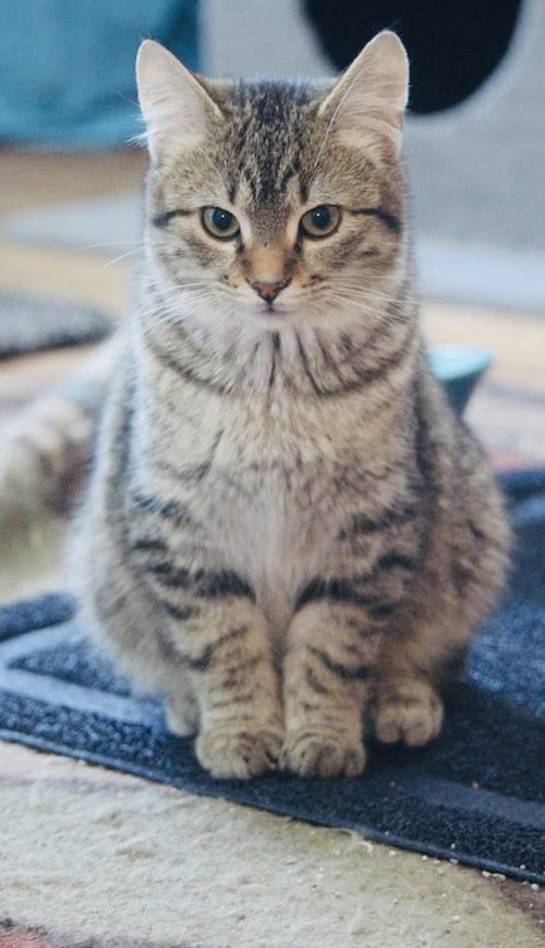 picture of the cat needing adoption