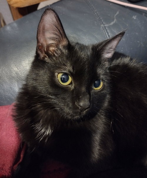 Pico, Baby Domestic Short Hair / Mixed, cat for adoption in Coon Rapids, Minnesota