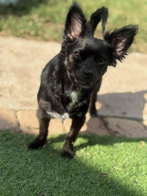 picture of the dog needing adoption