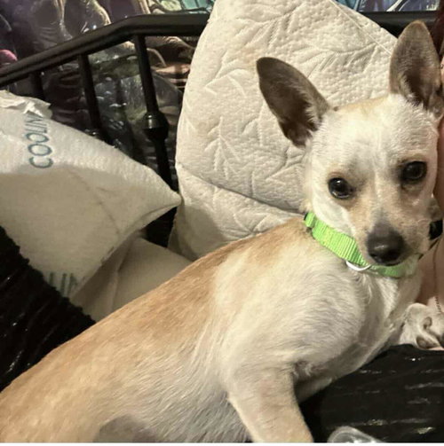 picture of the dog needing adoption