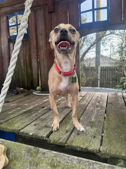 picture of the dog needing adoption