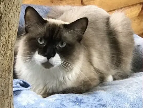 Dakota - Ragdoll