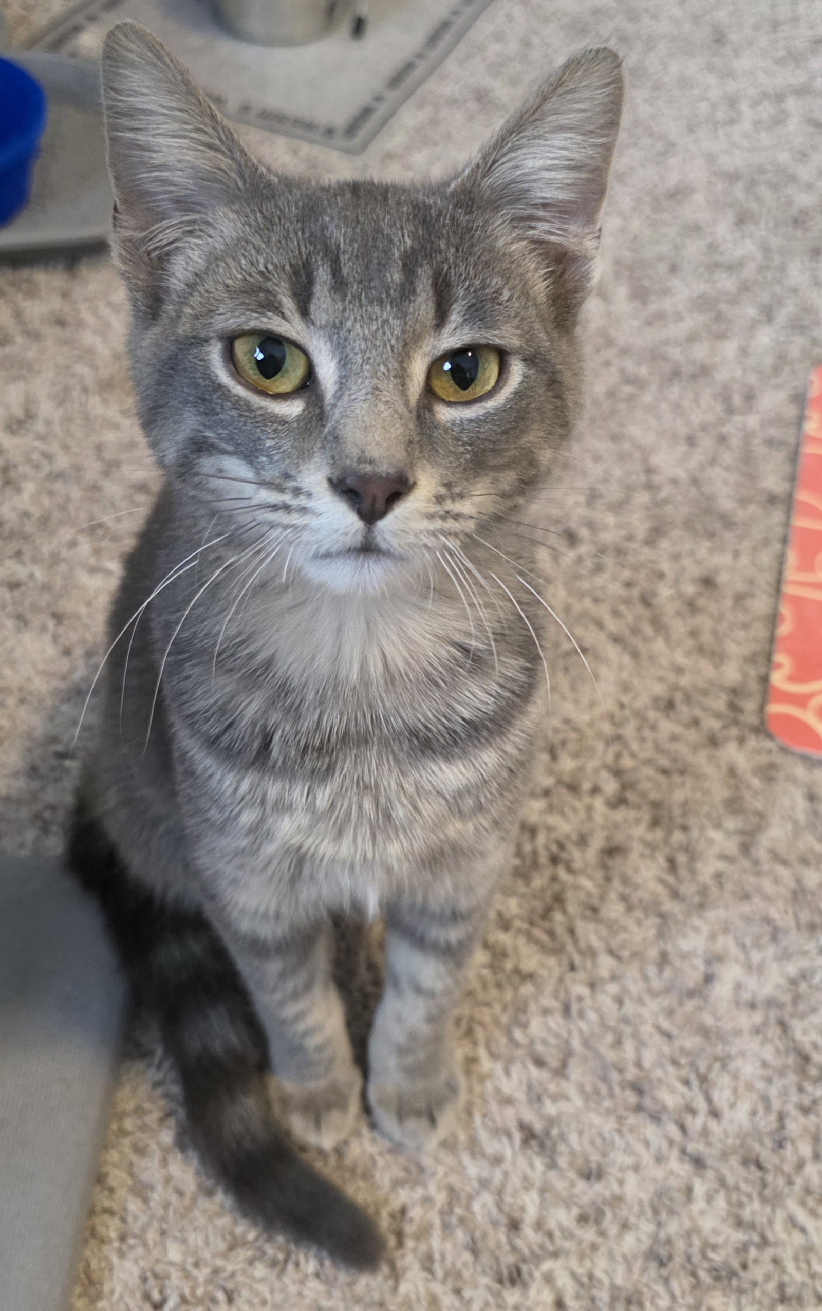 Charlie Image