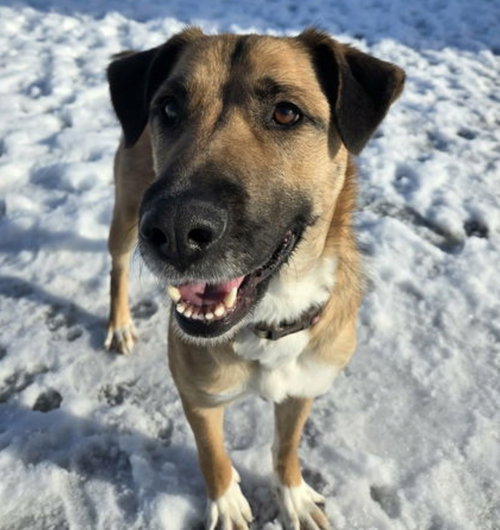 picture of the dog needing adoption