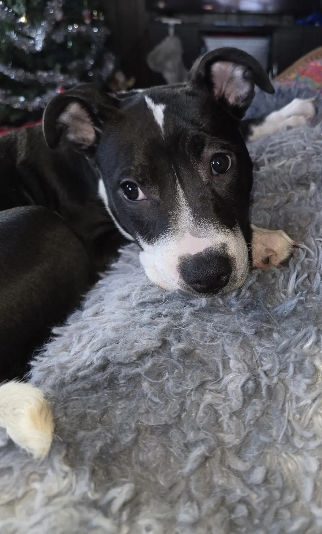 Squeak - Pit Bull Terrier