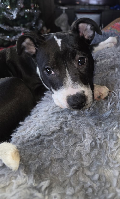 picture of the dog needing adoption