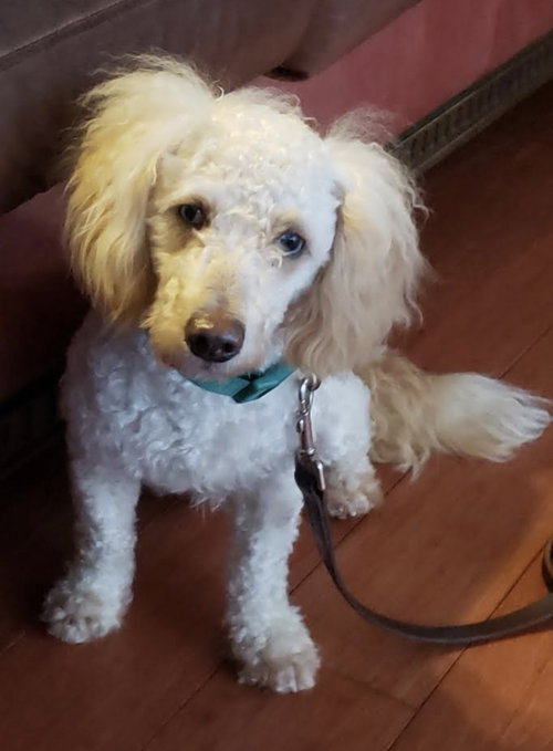 picture of the dog needing adoption