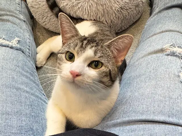 Raphael - Domestic Short Hair