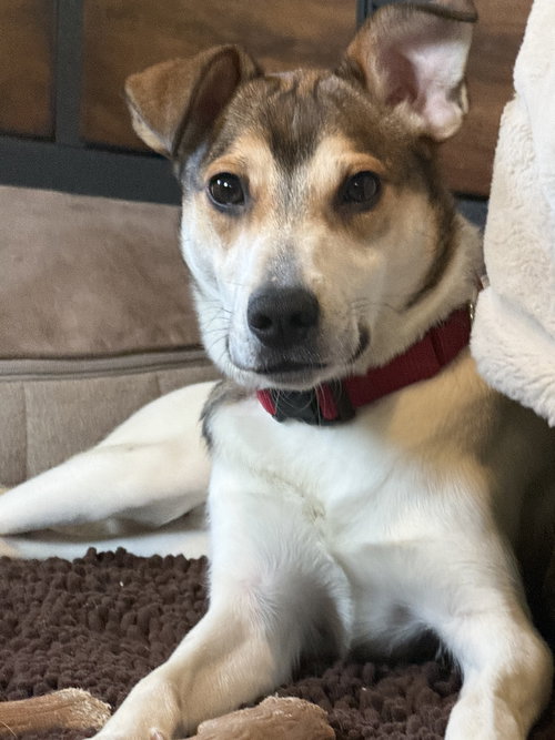 picture of the dog needing adoption